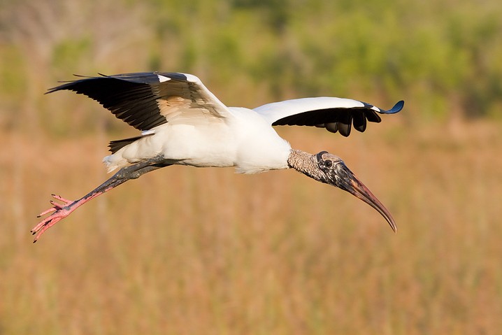 Waldstorch Mycteria americana Wood Stork